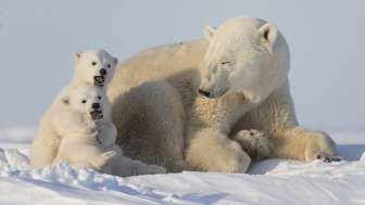 WWF Lauf für den Eisbär und das Klima 2025 WWF Lauf für den Eisbär und das Klima 2025