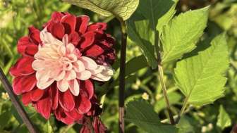Schreibdenken - neue Wege finden