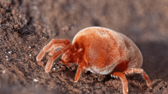 Pro natura bodenleben