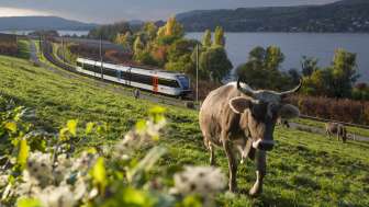 Seelinie mit Thurbo erleben