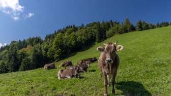 Besuch auf dem Bauernhof