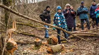 261212 Biber Baumeister der Natur Raher Scheuber@Bild