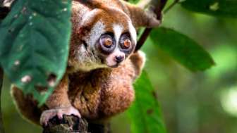 Borneo - Leben im Regenwald
