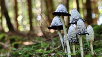 Lauschig unterwegs Naturspaziergang