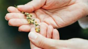 FerienSpass – Alle Pflanzen einfangen – mit Sonne und Stein mit Katharina Müller