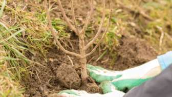 251120 Natur verbindet   Heckpflanzung in Gonten Fotostudio Bühler