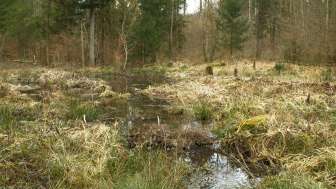 Sümpfe, Eichen, Feuersalamander - Lebensraum Spitzwiesen