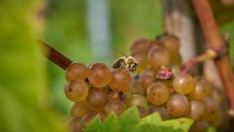 Biodiversitätswanderung