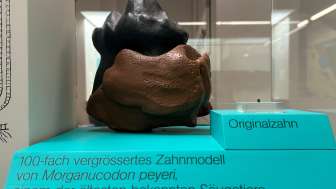 2026 01 11 Natur Zähnchen