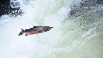 Fluss frei für den Lachs Fluss frei für den Lachs