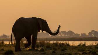 Live-Vortrag: Botswana und Namibia