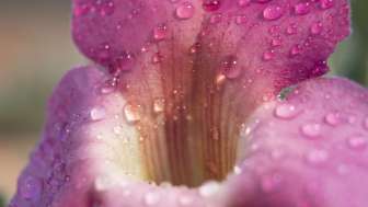 Harpagophytum Devil's Claw Flower