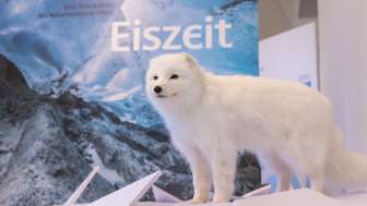 «Der Eiszeit auf der Spur»