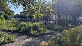 Heilsalben selbst herstellen