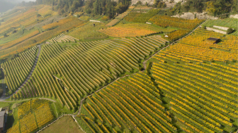 Weingut