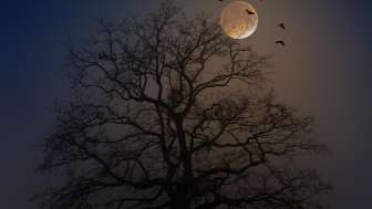 Halloween 4582988 1920 (1)