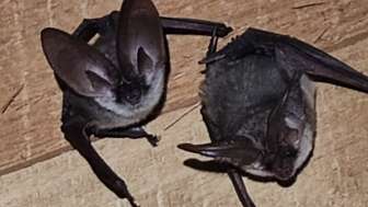 Batnight in Bischofszell – Fledermäusen auf der Spur Batnight in Bischofszell – Fledermäusen auf der Spur