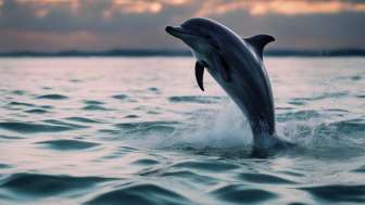 Die wilden Delphine in der Shark Bay, Australien