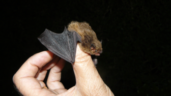 Baumhöhlen-Bewohner