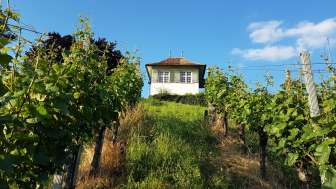 Windegghüsli vom Rebberg aus 1 (1)