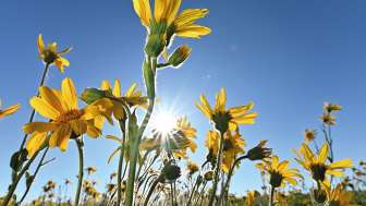 Flowering arnica in the sunshine