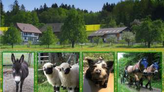 Ferienwohnung Pferde- und Eselhof Grünegg