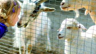 Wie lange können Tiere leben?